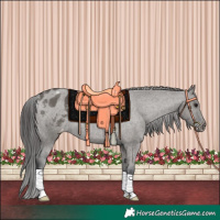 Horse Color:Grullo Blanket Rabicano