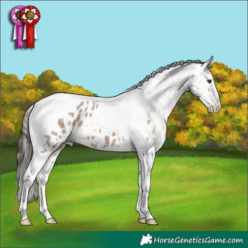 Horse Color:Liver Red Dun Tobiano Appaloosa 