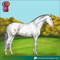 Horse Color:Liver Red Dun Tobiano Appaloosa