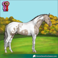 Horse Color:Liver Red Dun Tobiano Appaloosa 