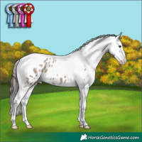 Horse Color:Liver Red Dun Tobiano Appaloosa