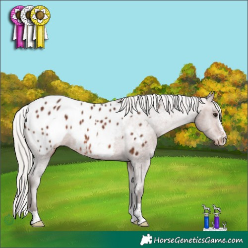 Horse Color:Silver Bay Appaloosa Rabicano 