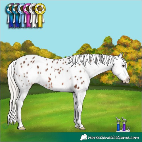Horse Color:Silver Bay Appaloosa Rabicano 