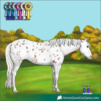 Horse Color:Silver Bay Appaloosa Rabicano 