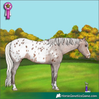 Horse Color:Silver Bay Appaloosa Rabicano 