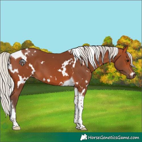 Horse Color:White Spotted Silver Bay Tobiano 