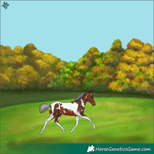Horse Color:White Spotted Silver Brown Tobiano 