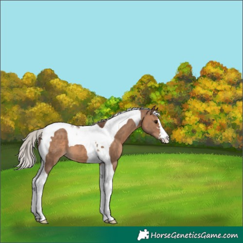 Horse Color:Silver Brown Dun Tobiano 
