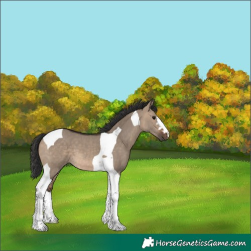 Horse Color:Brown Dun Tobiano 
