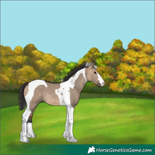 Horse Color:Bay Dun Tobiano 