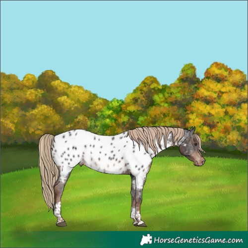 Horse Color:Liver Chestnut Tobiano Appaloosa Rabicano 