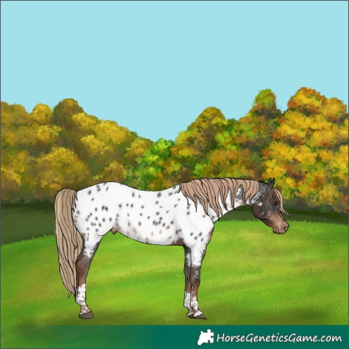 Horse Color:Liver Chestnut Tobiano Appaloosa Rabicano 