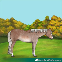 Horse Color:Chestnut Mushroom Rabicano 