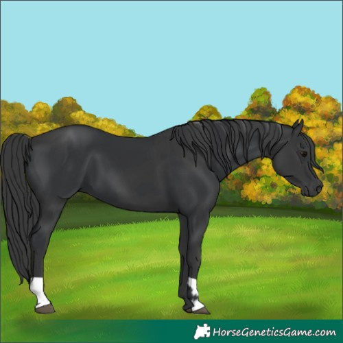 Horse Color:Black  and Black 