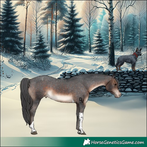 Horse Color:Brown Tobiano Appaloosa 