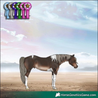 Horse Color:Liver Chestnut Mushroom Tobiano