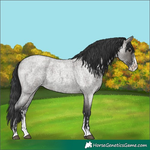 Horse Color:Grullo Roan Sabino Splash Rabicano  and Grullo Roan Sabino Splash Rabicano 