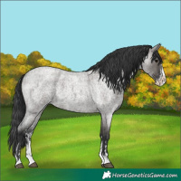 Horse Color:Grullo Roan Sabino Splash Rabicano and Grullo Roan Sabino Splash Rabicano