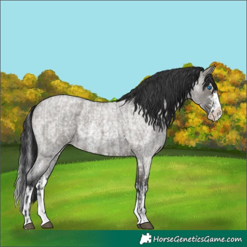 Horse Color:Grullo Roan Sabino Splash and Grullo Roan Sabino Splash