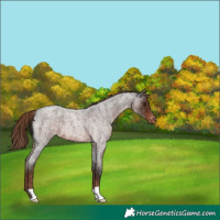 Horse Color:Liver Red Roan Snowflake Varnish