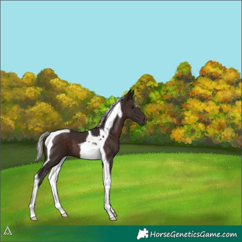 Horse Color:Silver Brown Tobiano 