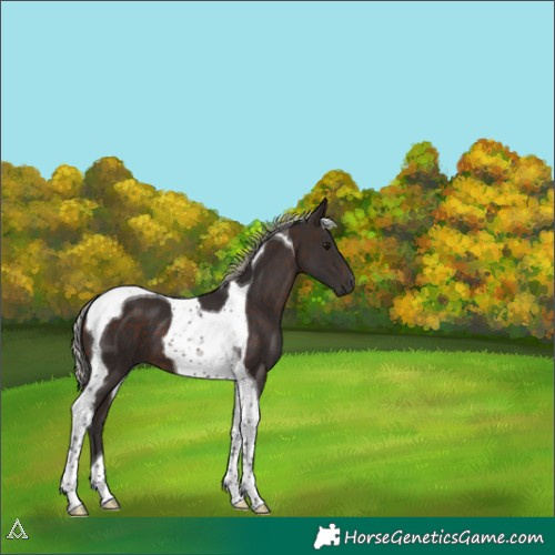 Horse Color:Silver Brown Tobiano 