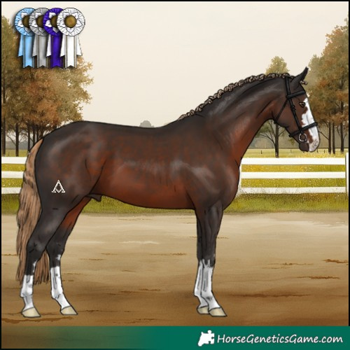 Horse Color:Liver Chestnut 