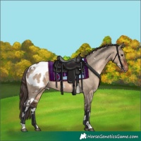 Horse Color:White Spotted Brown Dun Blanket
