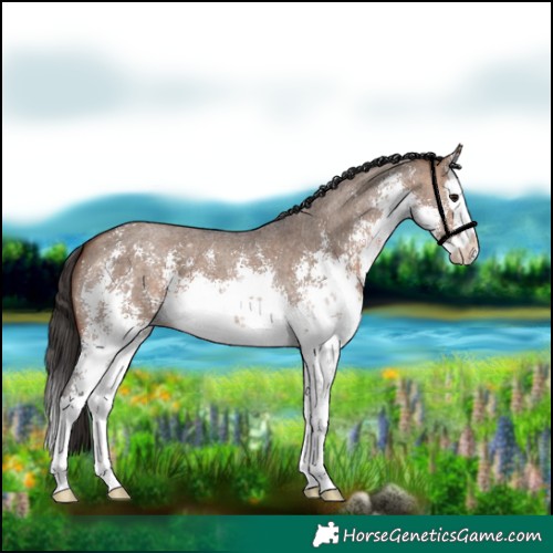 Horse Color:White Spotted Bay Dun Sabino Splash 