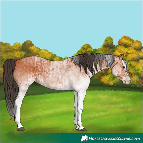 Horse Color:White Spotted Bay Splash  and White Spotted Bay Splash 