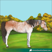 Horse Color:White Spotted Bay Splash and White Spotted Bay Splash