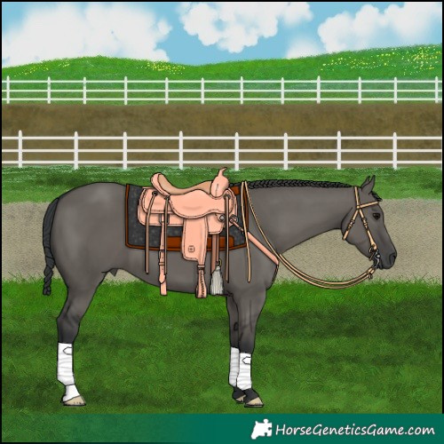 Horse Color:Grullo 