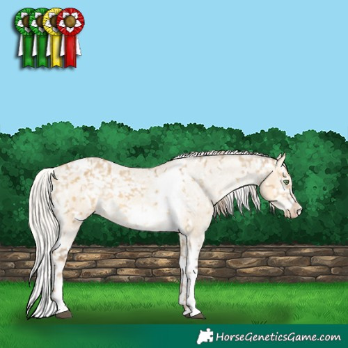 Horse Color:White Spotted Chocolate Palomino Dun Frame Appaloosa Rabicano  and Silver Amber Cream Champagne Dun Sabino Splash Tobiano Frame Appaloosa 