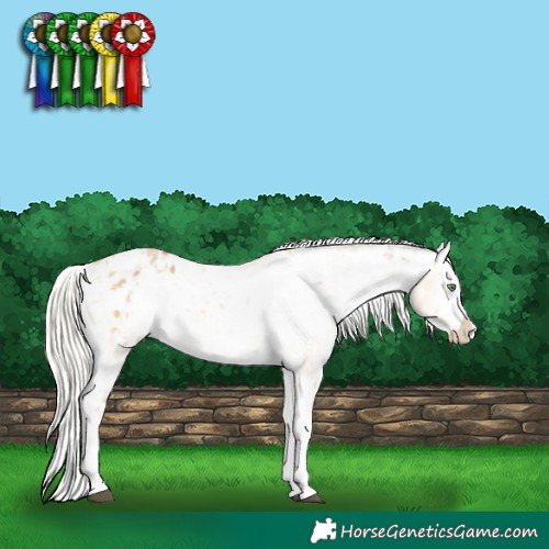 Horse Color:White Spotted Chocolate Palomino Dun Frame Appaloosa Rabicano  and Silver Amber Cream Champagne Dun Sabino Splash Tobiano Frame Appaloosa 