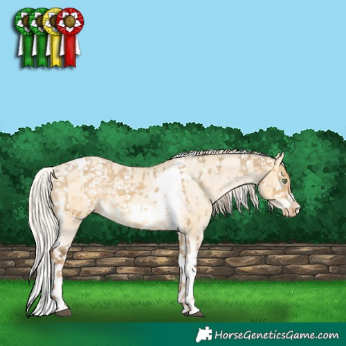 Horse Color:White Spotted Chocolate Palomino Dun Frame Appaloosa Rabicano  and Silver Amber Cream Champagne Dun Sabino Splash Tobiano Frame Appaloosa 