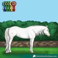 Horse Color:White Spotted Chocolate Palomino Dun Sabino Frame Snowflake Varnish Rabicano  and Silver Sable Cream Champagne Dun Sabino Splash Tobiano Frame Varnish 