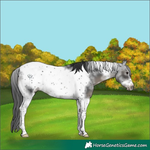 Horse Color:Black Sabino Tobiano Frame Rabicano 