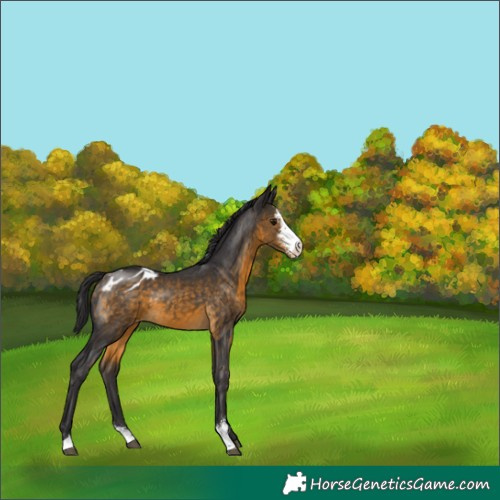 Horse Color:Buckskin Sabino Appaloosa 