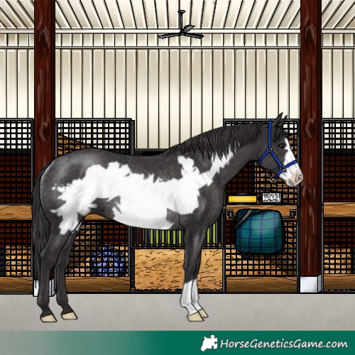 Horse Color:Smoky Black Frame Rabicano 