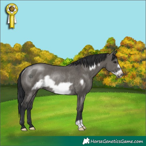 Horse Color:Grullo Frame Rabicano 