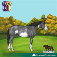 Horse Color:Black Sabino Frame Rabicano 