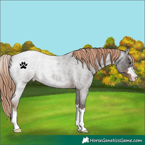 Horse Color:Liver Red Roan Varnish
