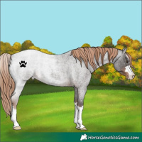Horse Color:Liver Red Roan Varnish 
