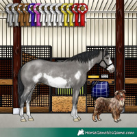 Horse Color:Grullo Sabino Frame Rabicano