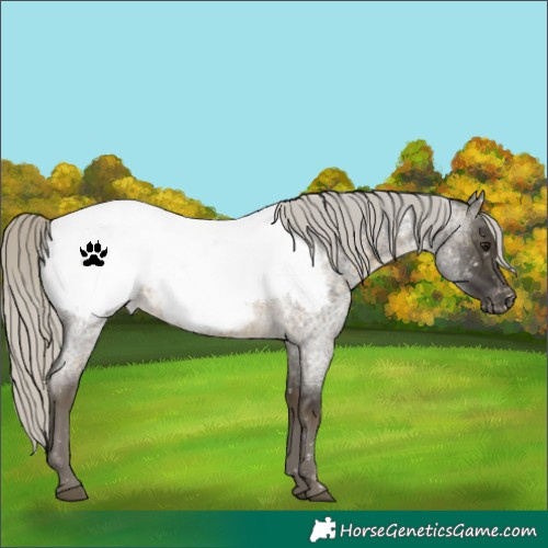 Horse Color:Silver Buckskin Roan Snowcap