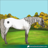 Horse Color:Silver Buckskin Roan Snowcap 
