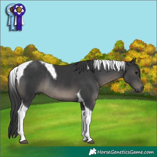 Horse Color:Black Tobiano Rabicano 