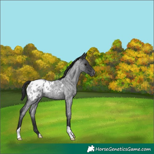 Horse Color:Blue Roan Appaloosa 