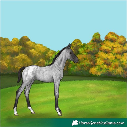 Horse Color:Smoky Blue Roan Appaloosa 