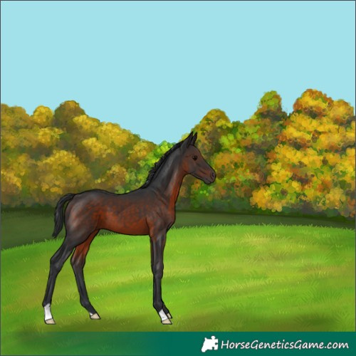 Horse Color:Brown 